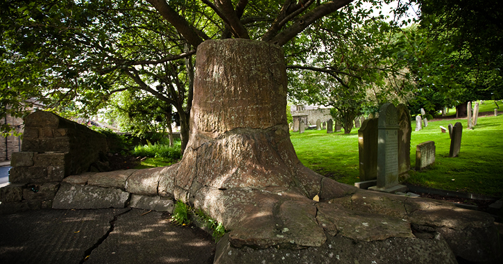 Fossil tree in Stanhope Village